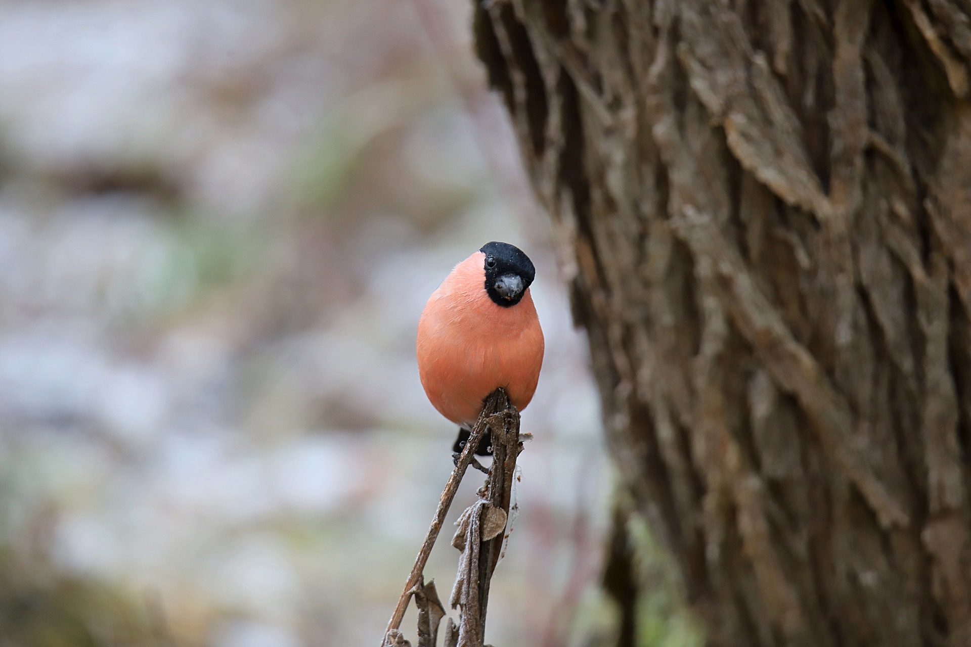 Valokuvaaja: sirpa jyske