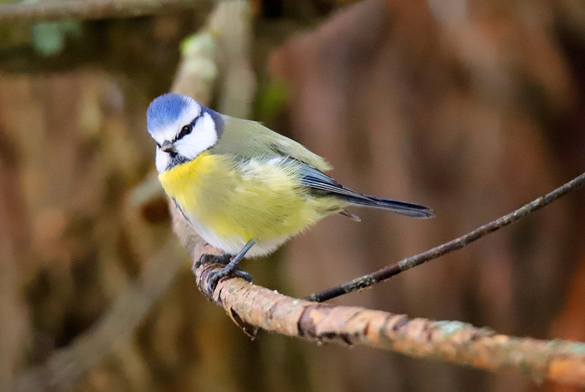 Valokuvaaja: sirpa jyske
