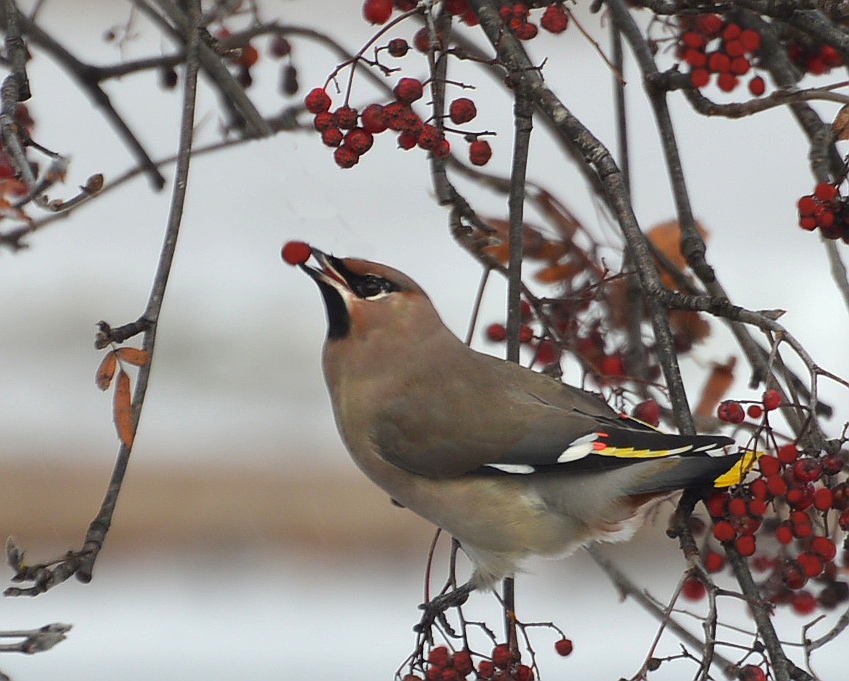 Valokuvaaja: Elisabet Varonen Valokuvaaja: Elisabet Varonen