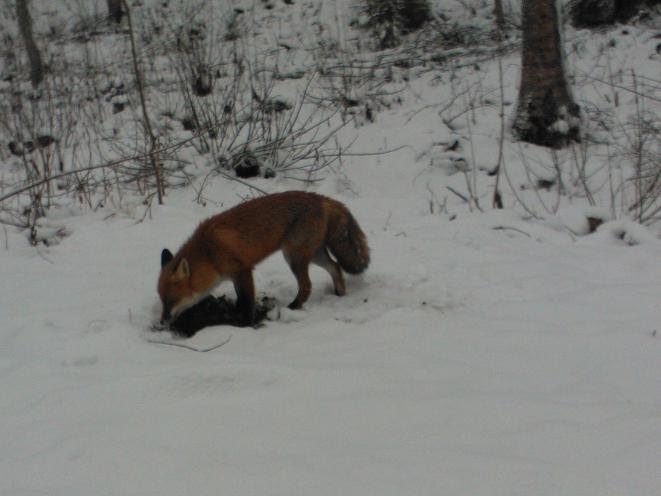 Valokuvaaja: Elisabet Varonen