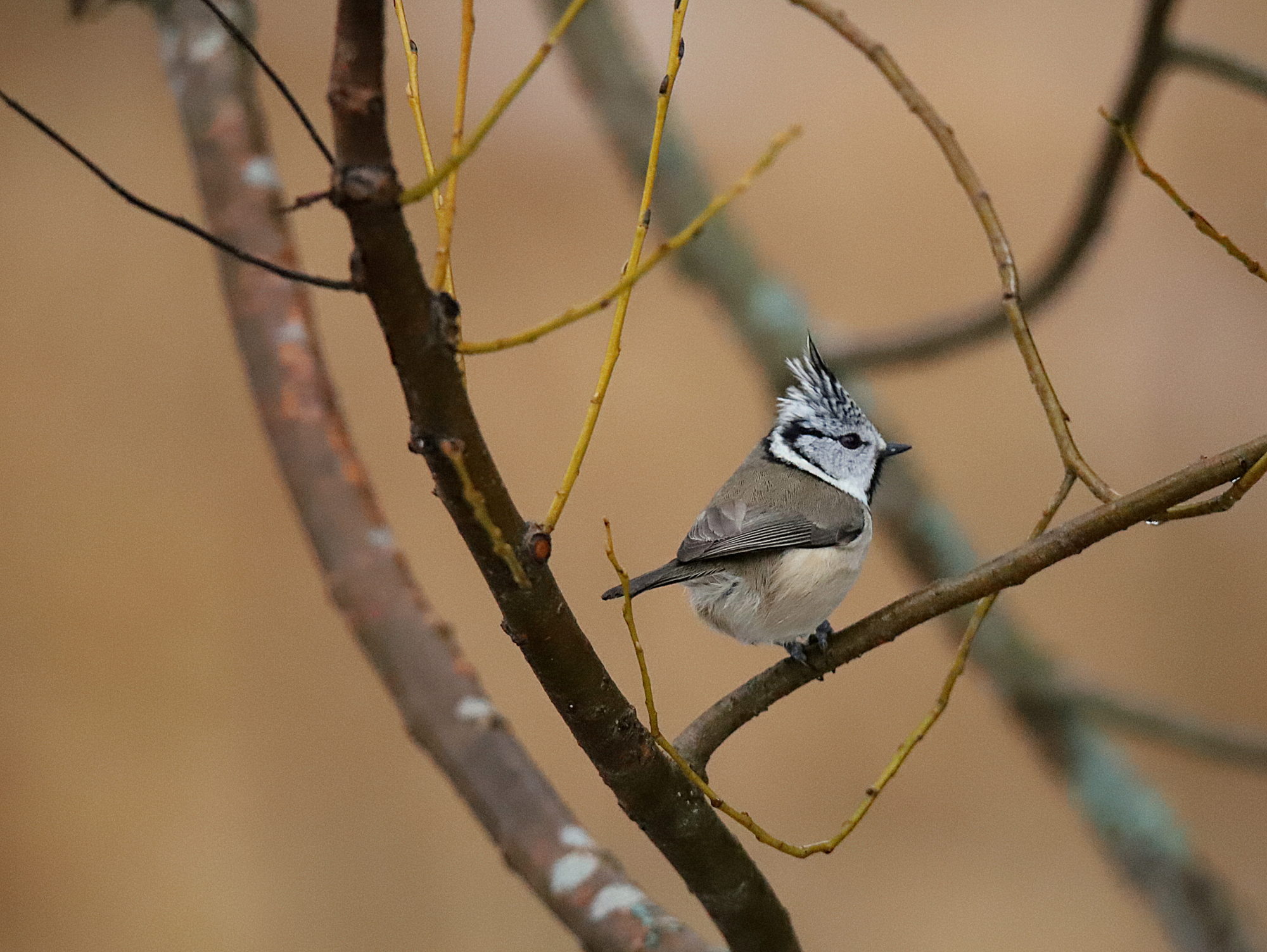 Valokuvaaja: sirpa jyske Valokuvaaja: sirpa jyske