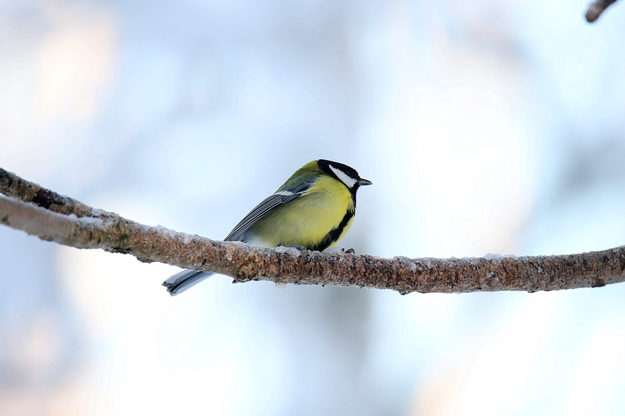 Valokuvaaja: sirpa jyske