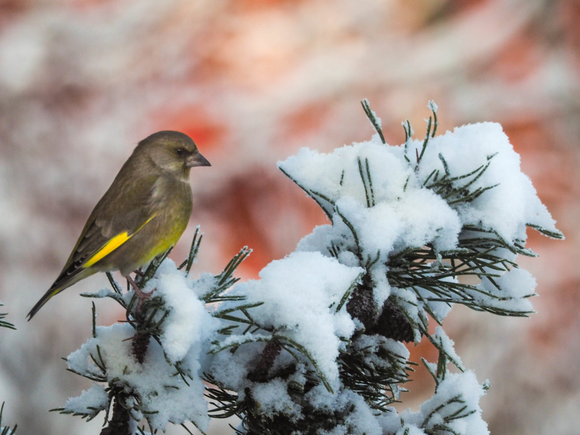 Valokuvaaja: Aki Jalava
