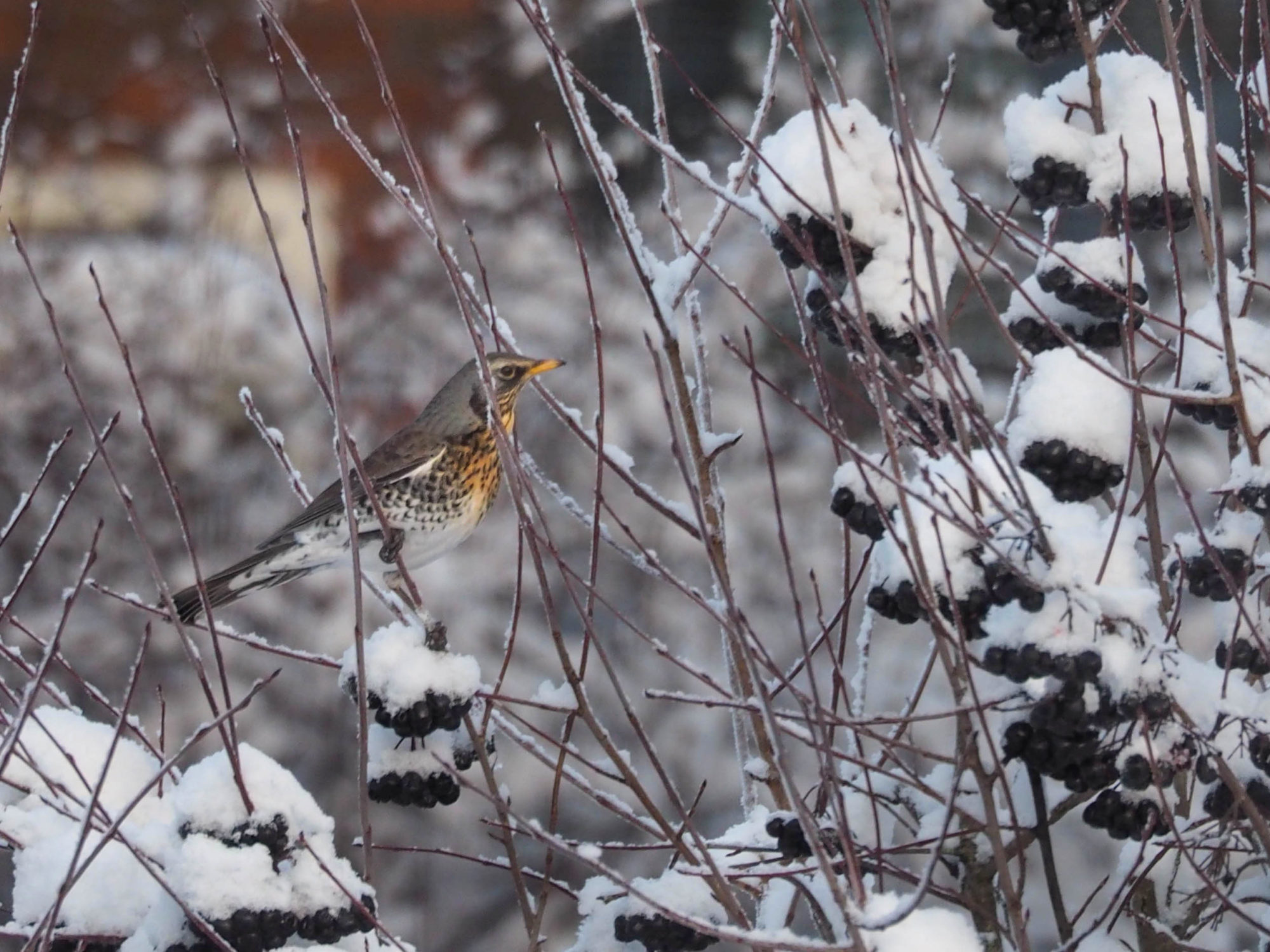 Valokuvaaja: Aki Jalava