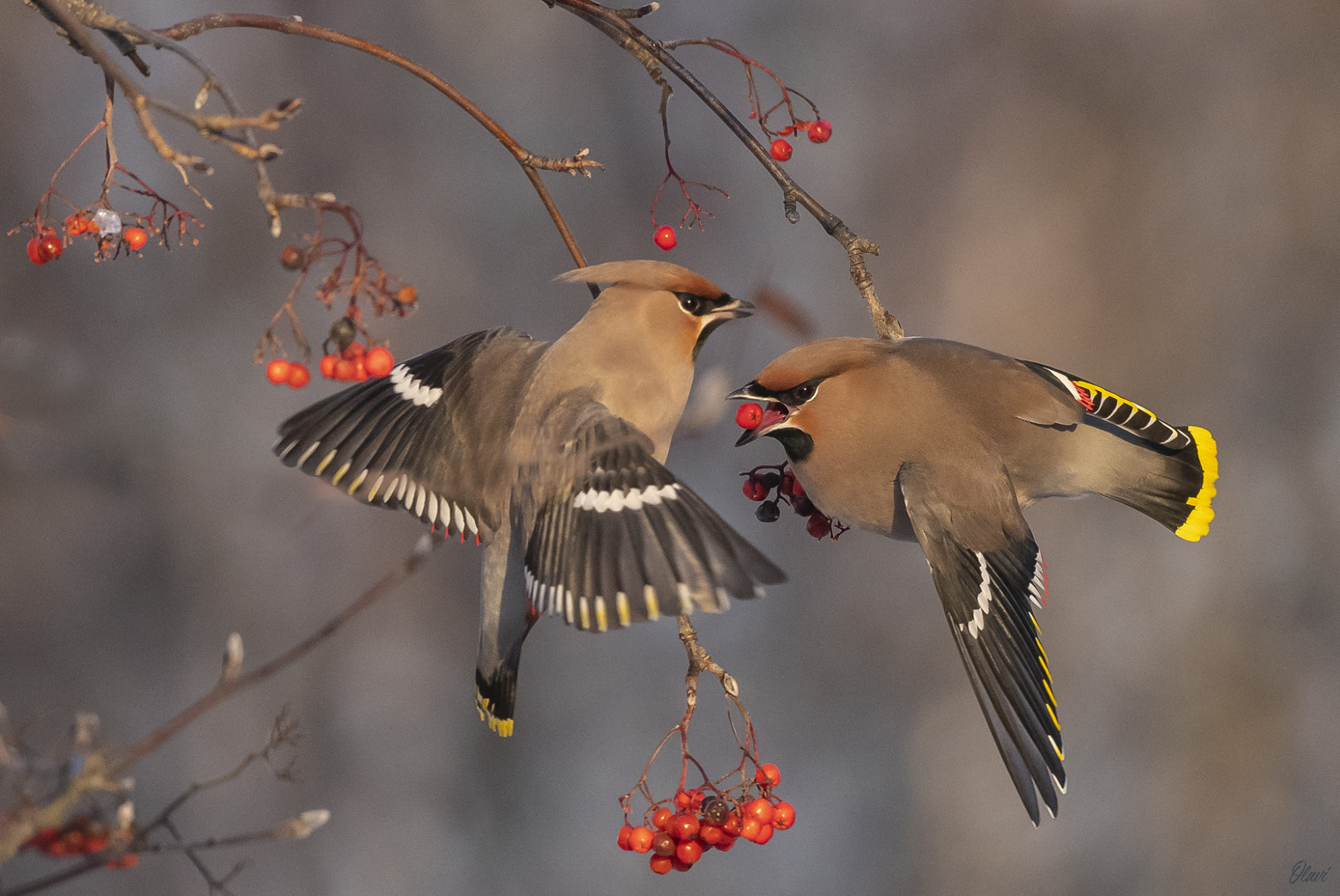Valokuvaaja: Olavi Kangas