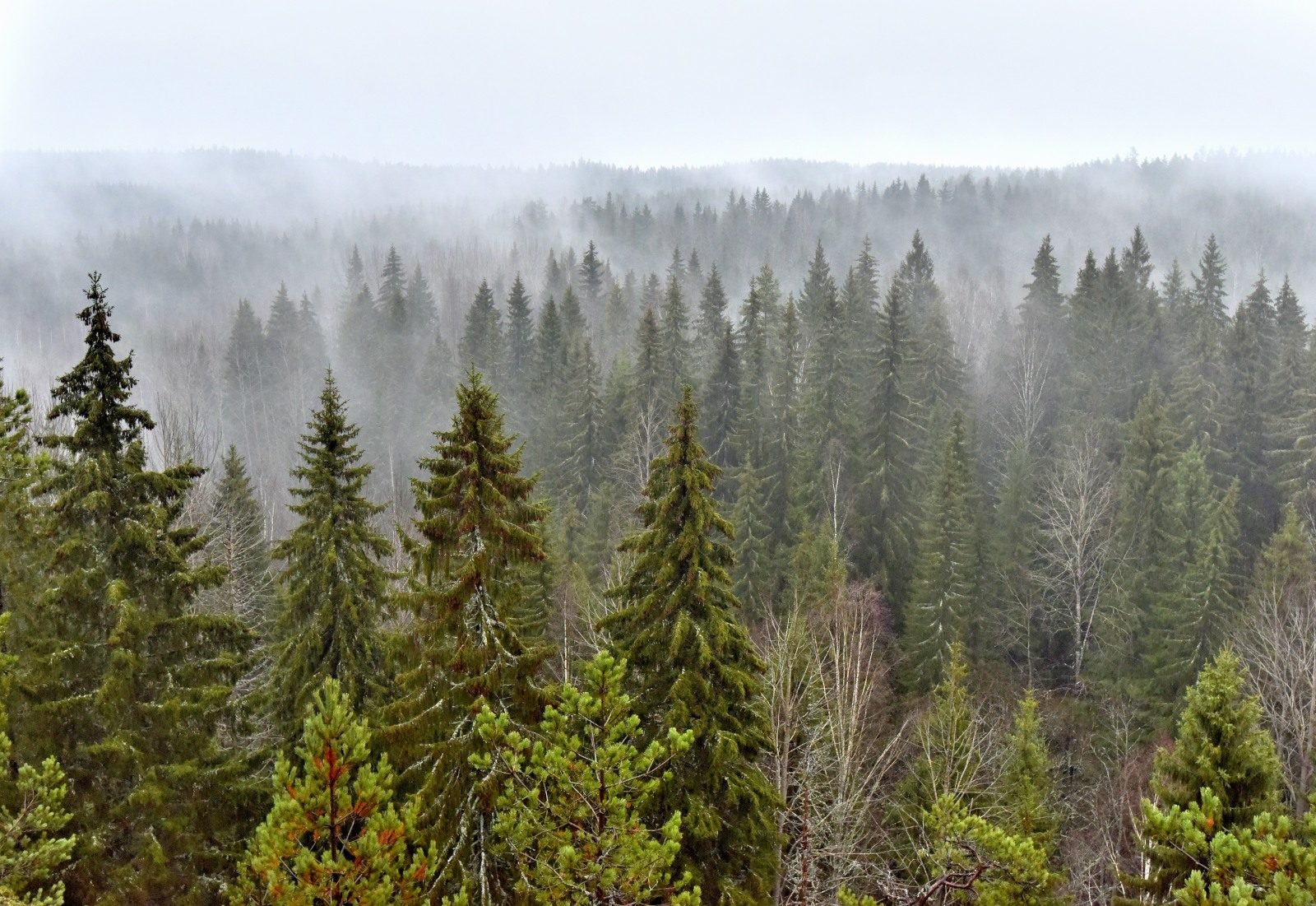Valokuvaaja: Reijo Juurinen