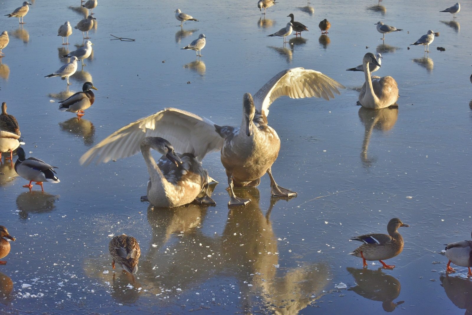 Valokuvaaja: Reijo Juurinen Valokuvaaja: Reijo Juurinen