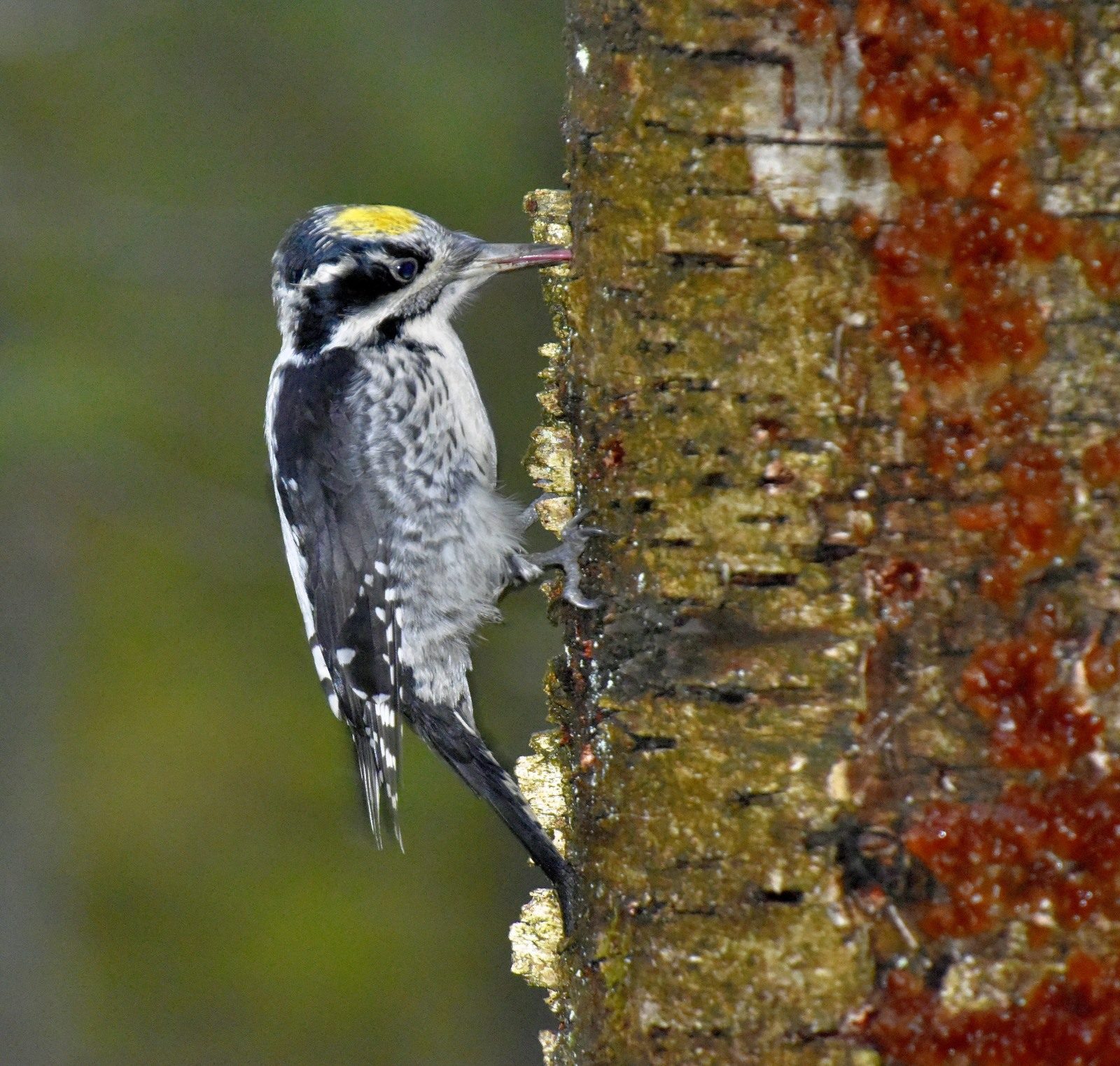 Valokuvaaja: Reijo Juurinen