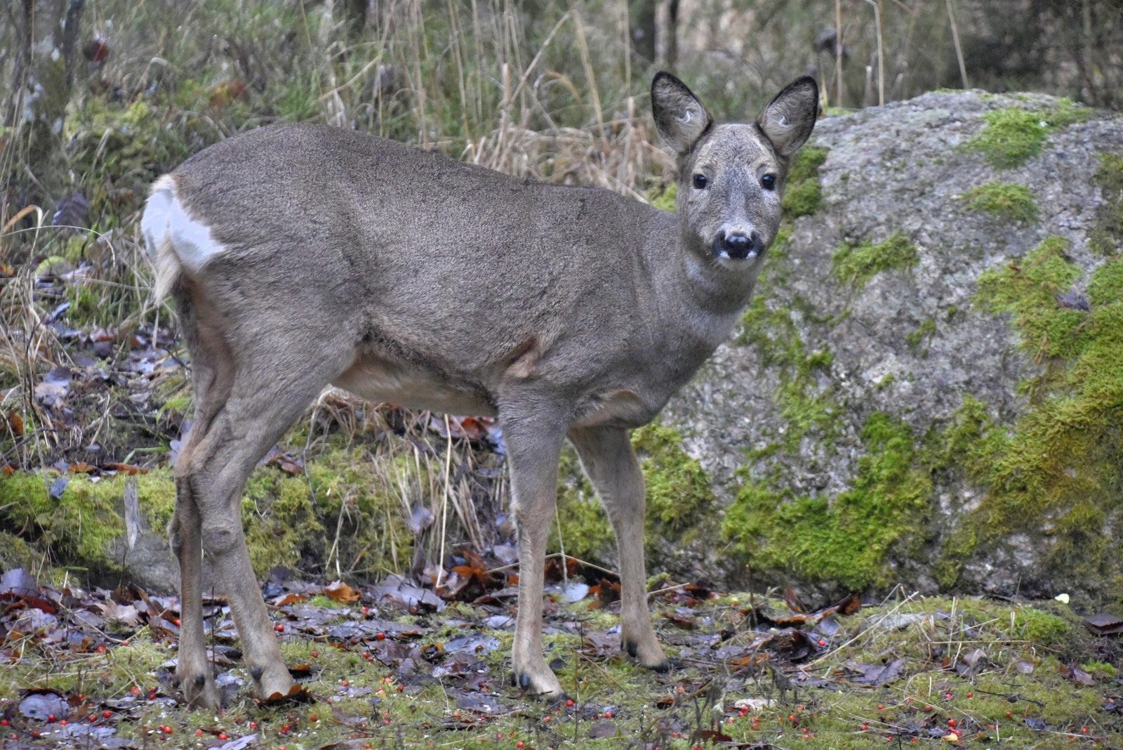 Valokuvaaja: Reijo Juurinen
