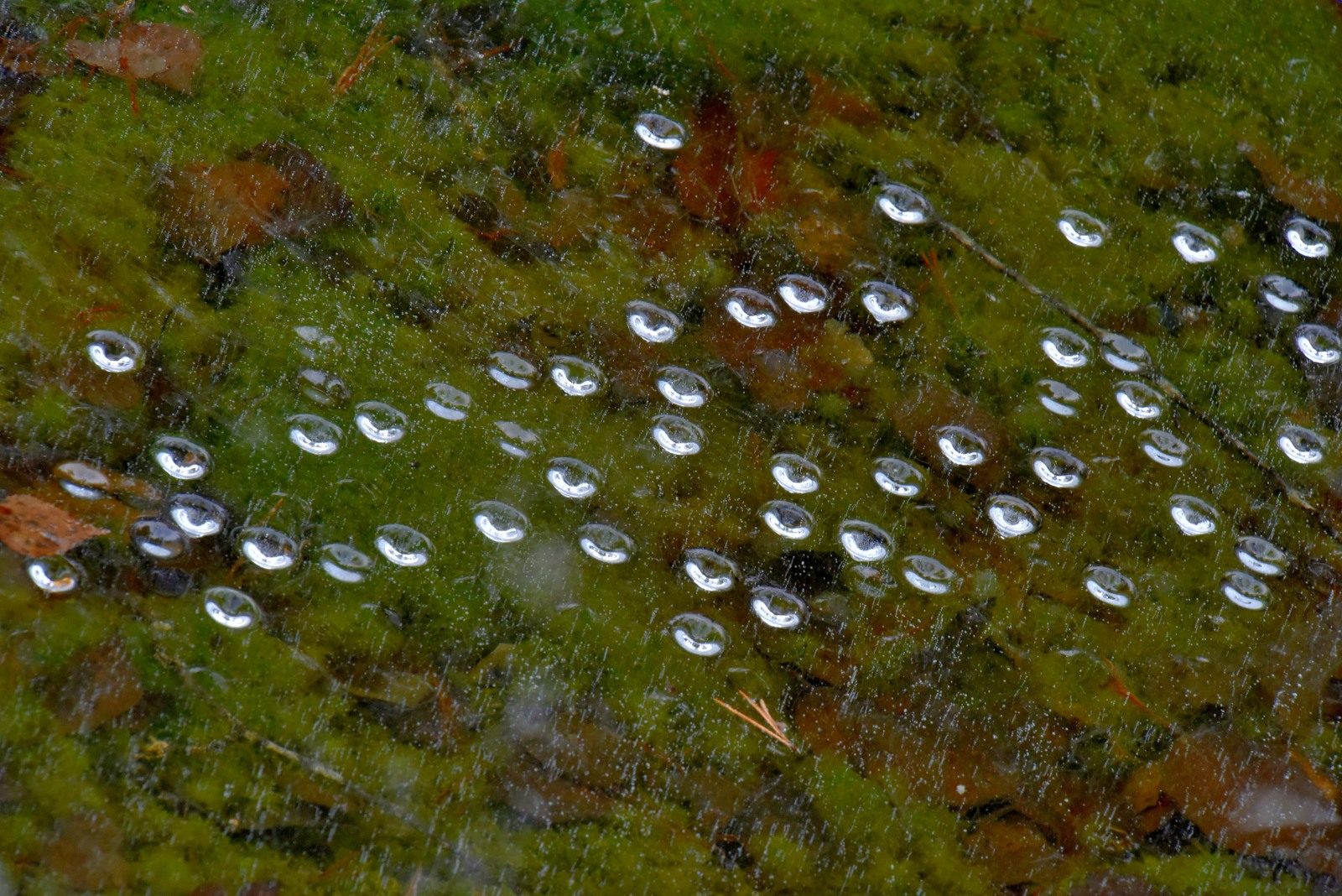 Valokuvaaja: Reijo Juurinen