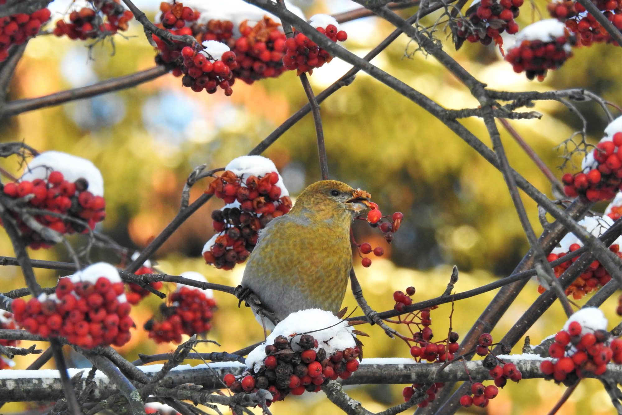 Valokuvaaja: Maarit Siitonen Valokuvaaja: Maarit Siitonen