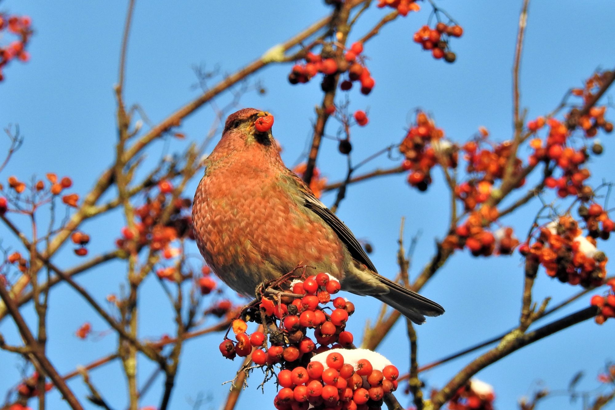 Valokuvaaja: Maarit Siitonen