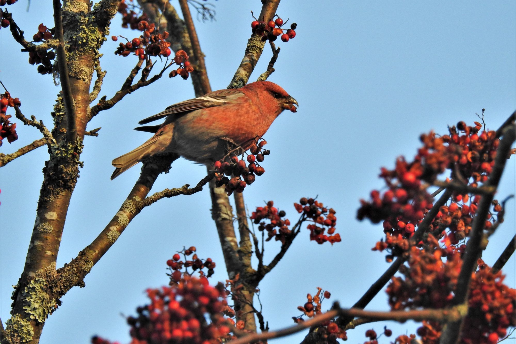 Valokuvaaja: Maarit Siitonen