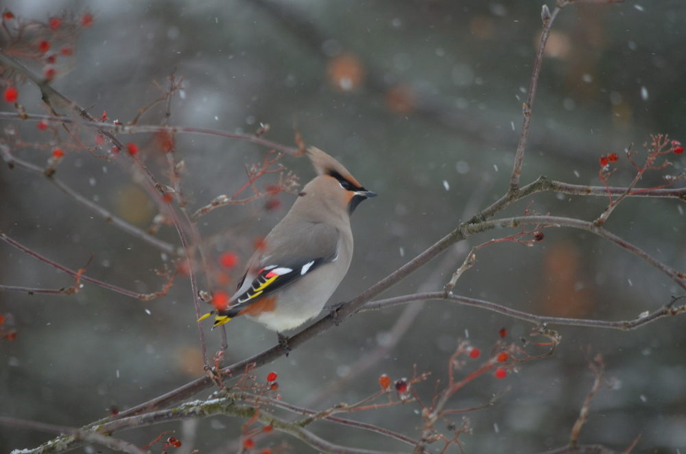 Valokuvaaja: Jouko Varonen