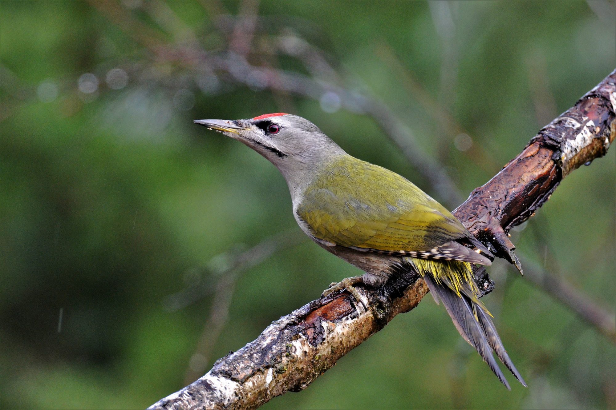 Valokuvaaja: satu välimaa