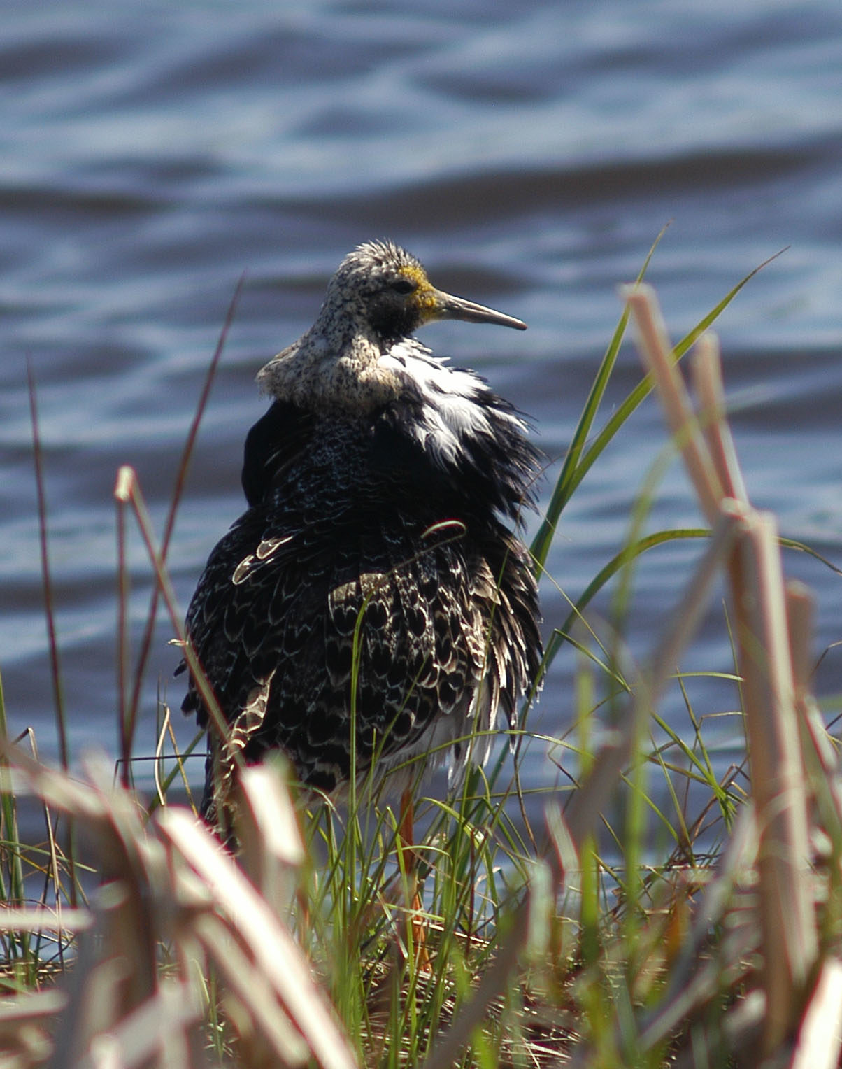 Valokuvaaja: Jouko Varonen