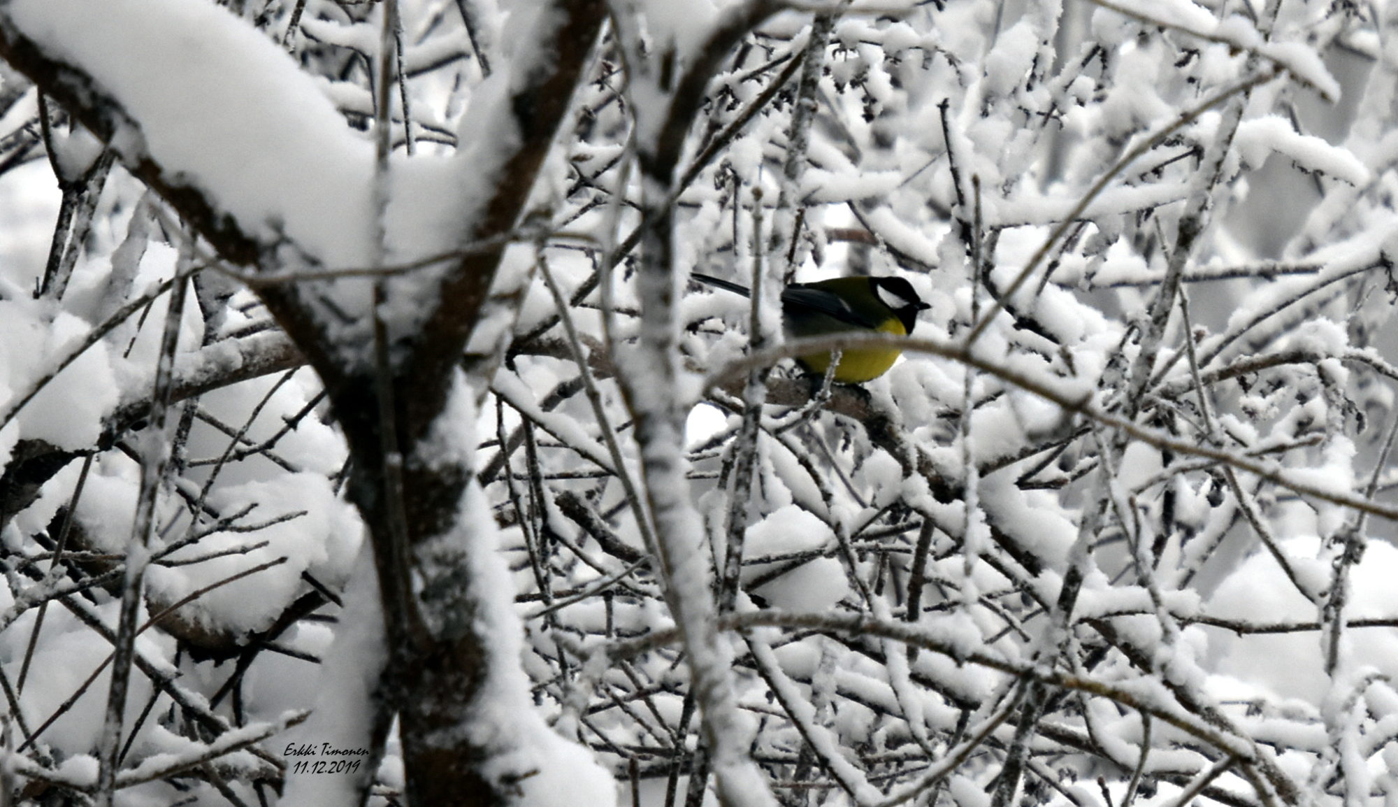 Valokuvaaja: Erkki Timonen