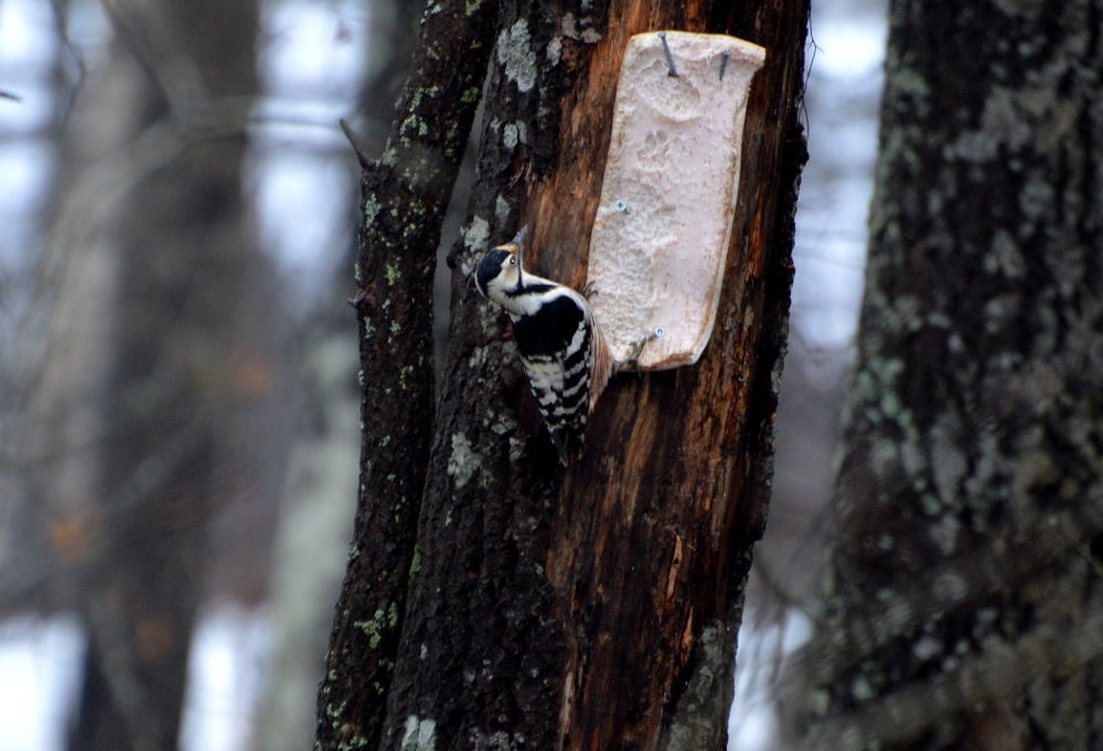 Valokuvaaja: Elisabet Varonen