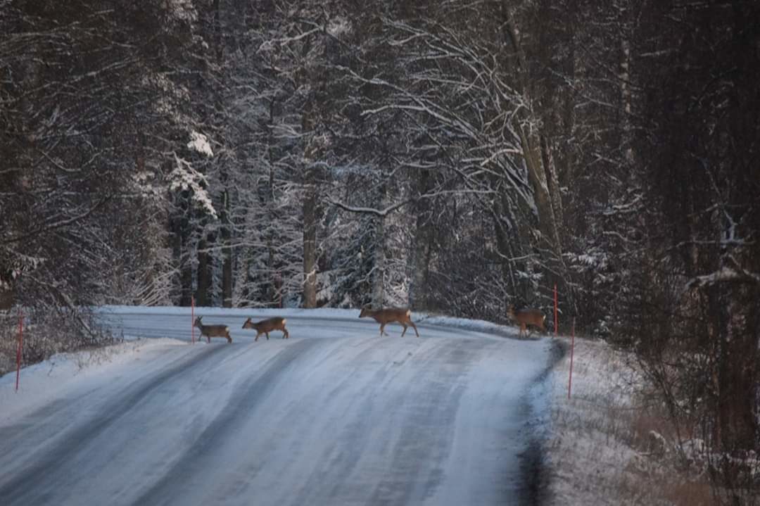 Valokuvaaja: Riitta Marjamäki