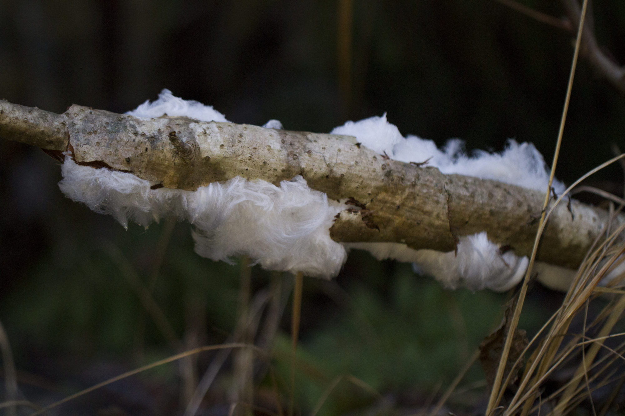 Valokuvaaja: Jon Rikberg Valokuvaaja: Jon Rikberg