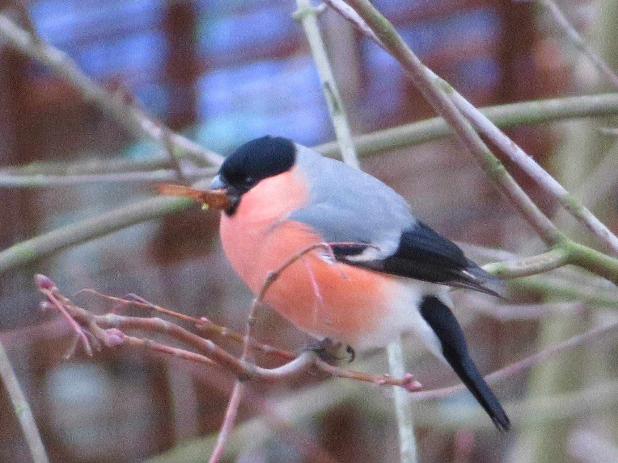 Valokuvaaja: Risto Kangassalo