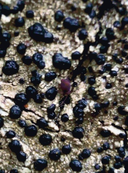 Valokuvaaja: Anne Ikäheimonen