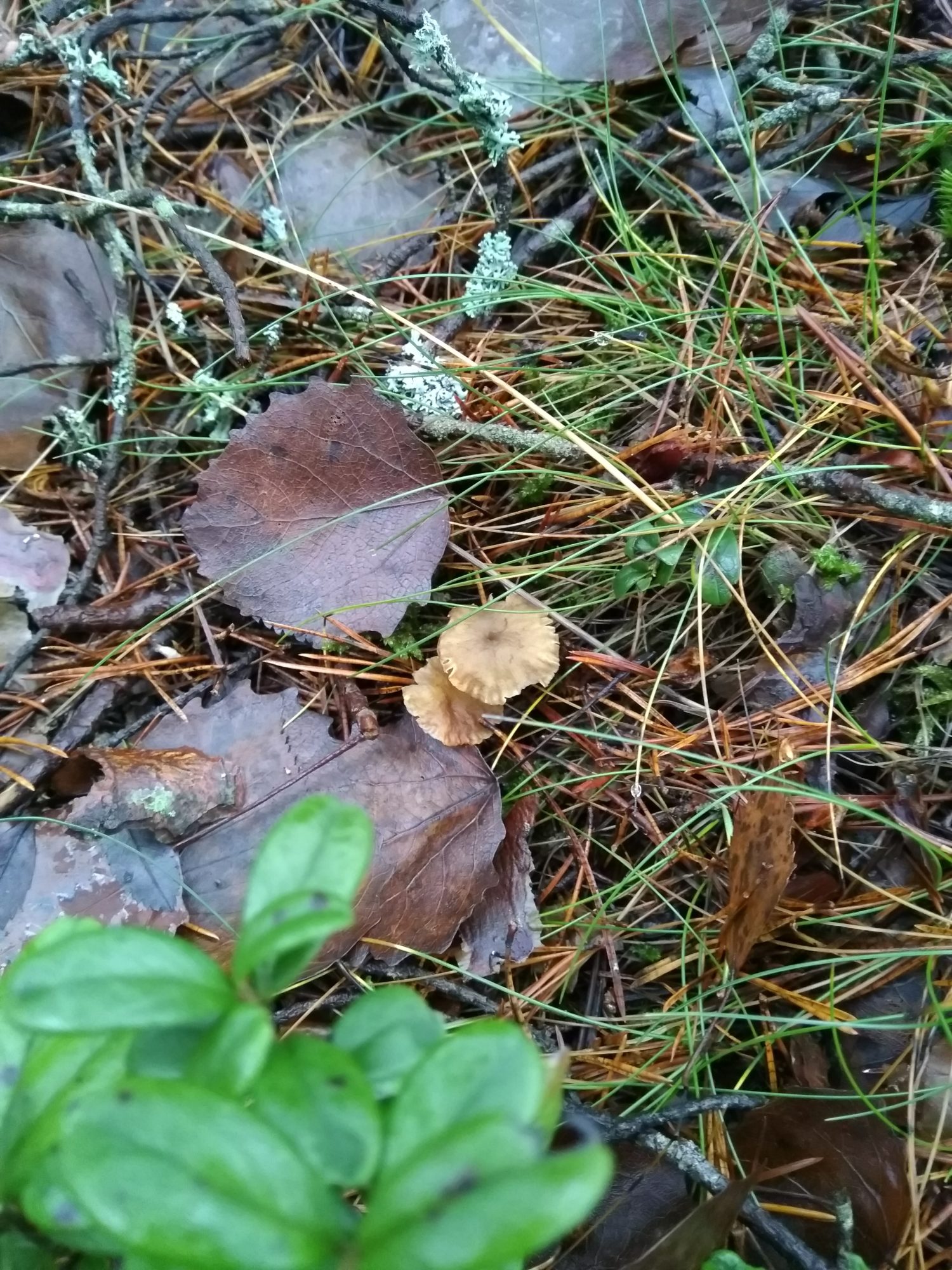 Valokuvaaja: Olli Karppijärvi Valokuvaaja: Olli Karppijärvi