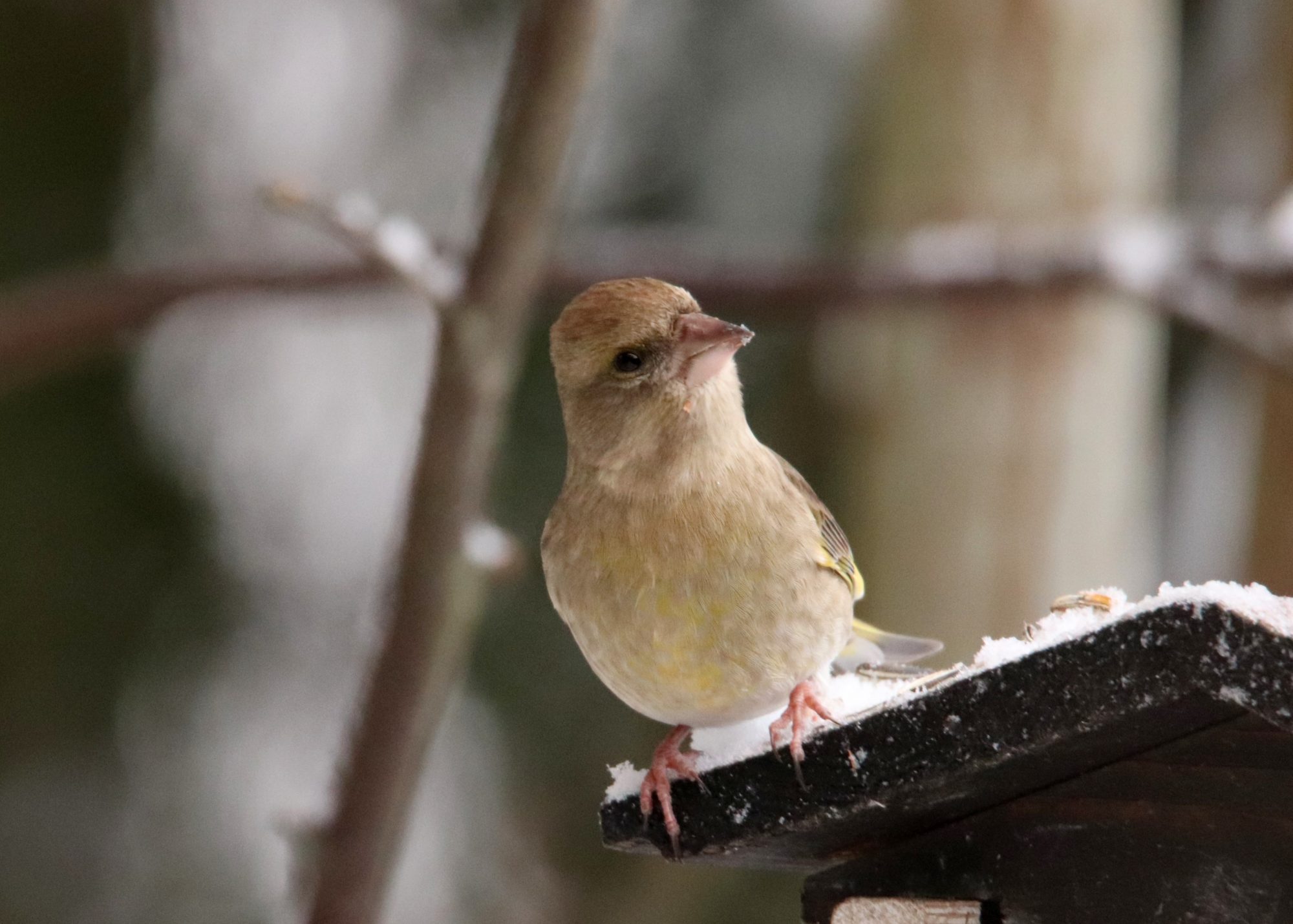 Valokuvaaja: Irja Lehtinen