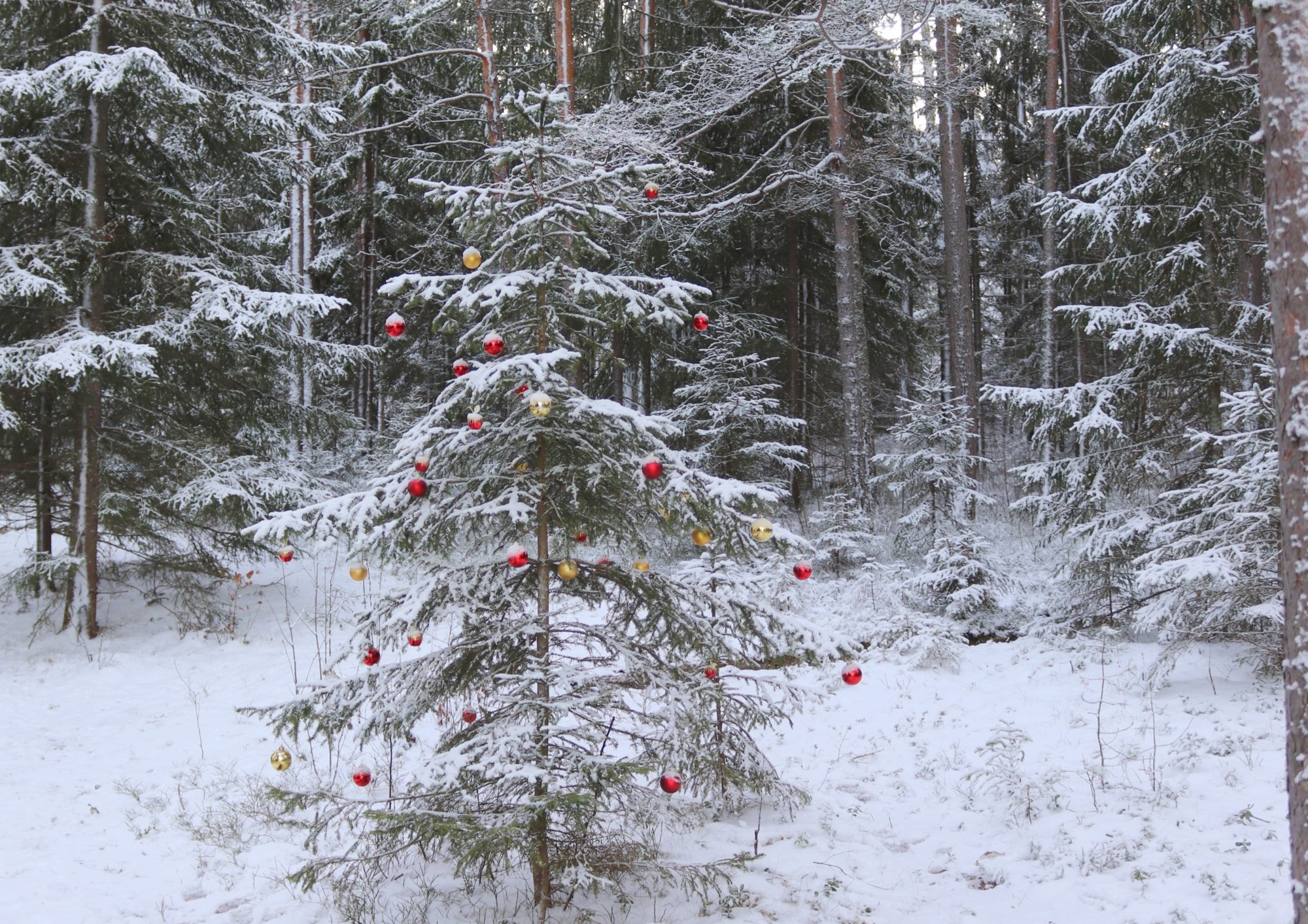Valokuvaaja: Irja Lehtinen