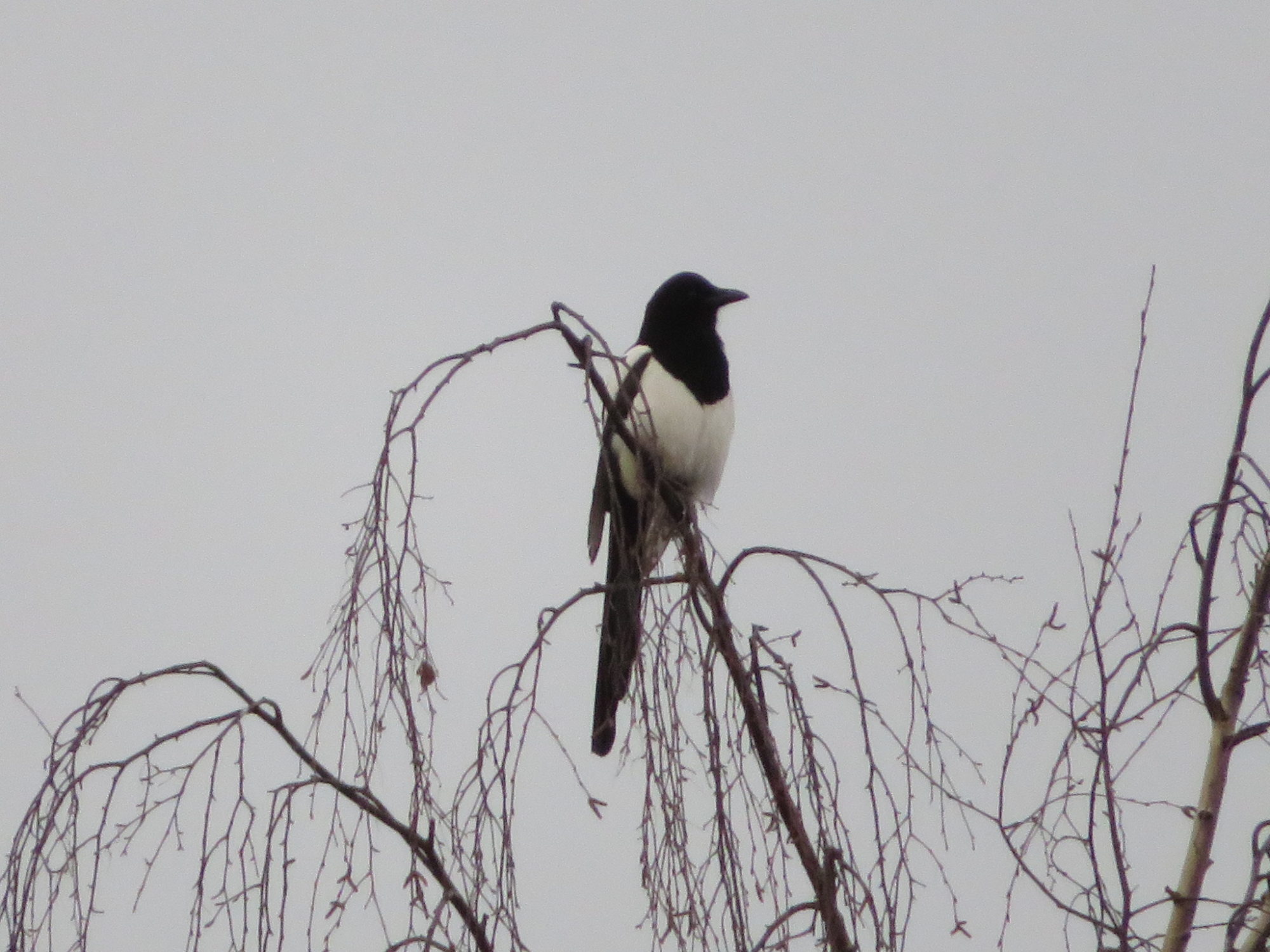 Valokuvaaja: Risto Kangassalo