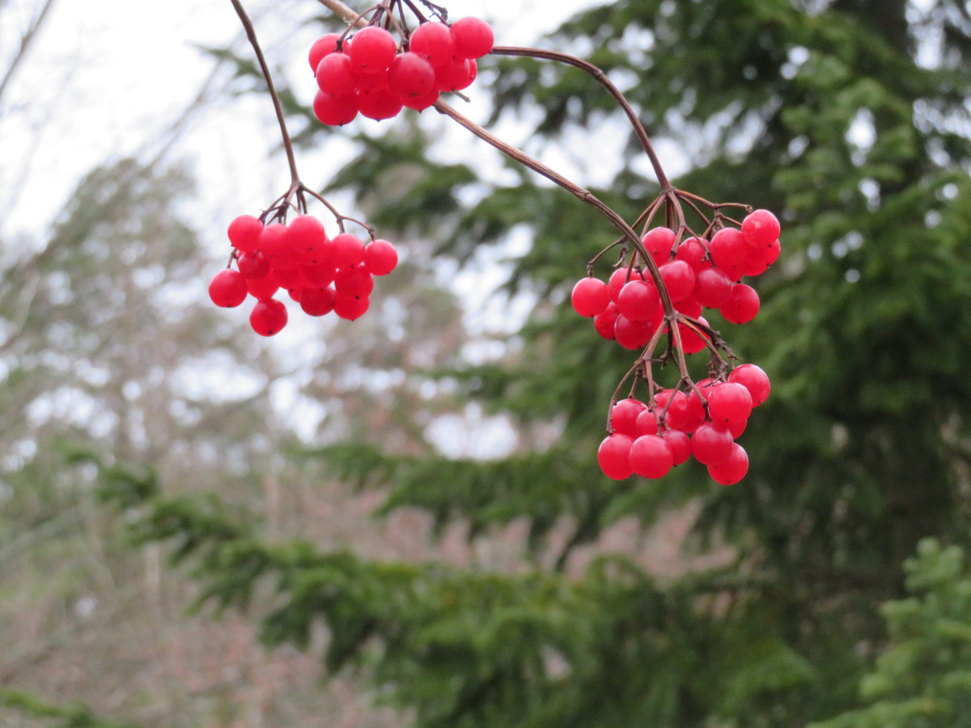 Valokuvaaja: Risto Kangassalo
