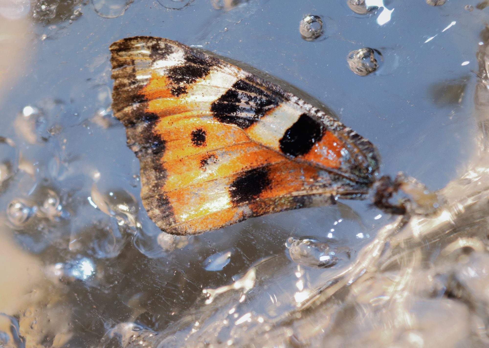 Valokuvaaja: Irja Lehtinen