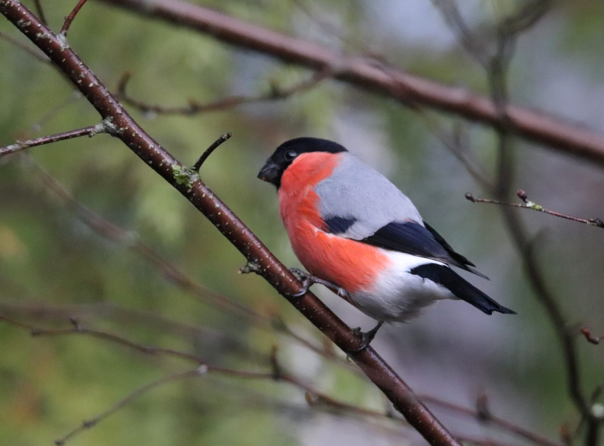 Valokuvaaja: Irja Lehtinen