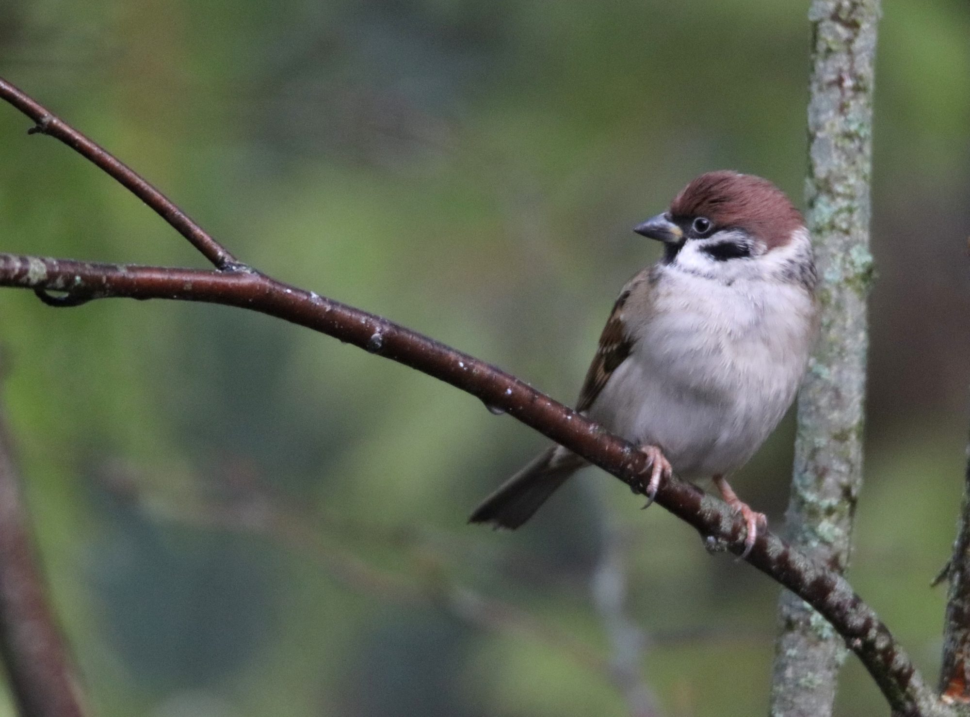 Valokuvaaja: Irja Lehtinen