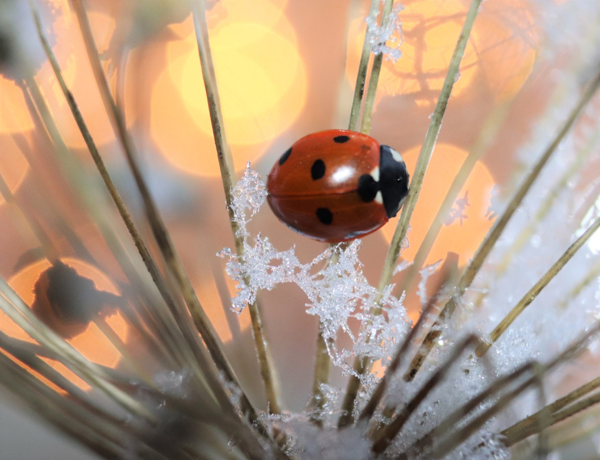 Valokuvaaja: Irja Lehtinen