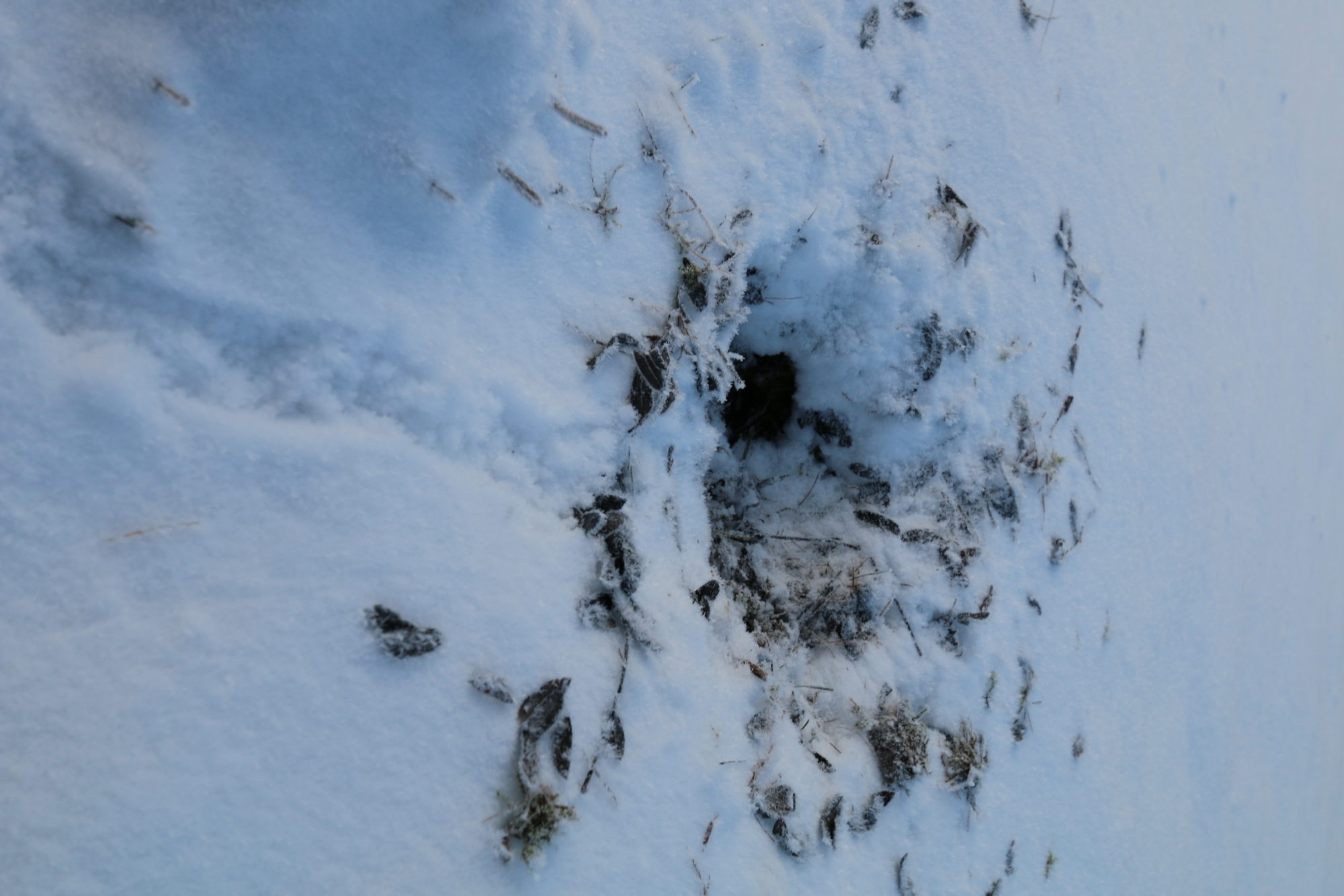 Valokuvaaja: Teija Järvenpää