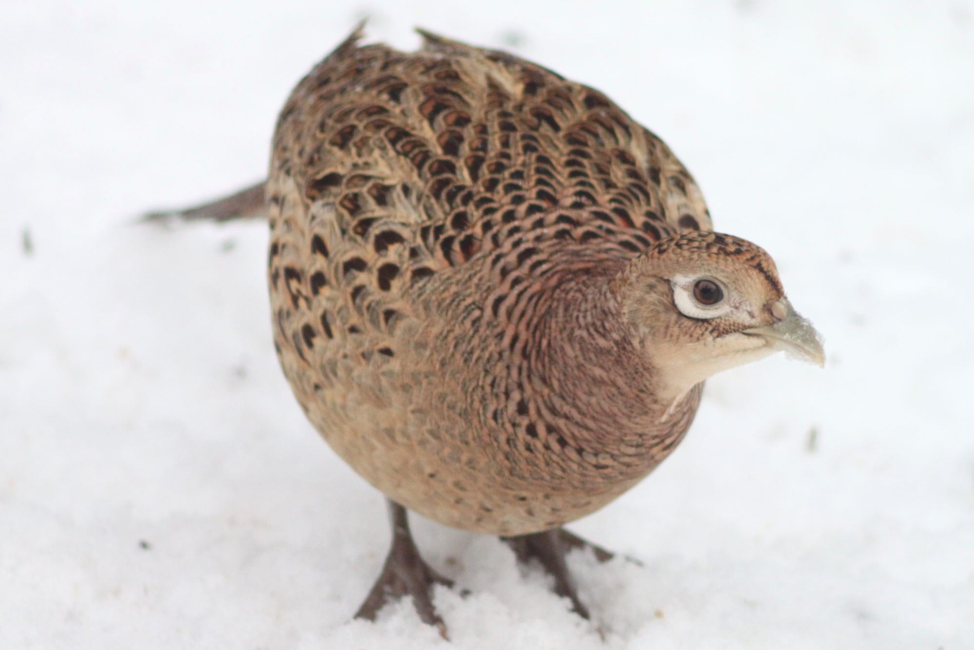 Valokuvaaja: Kaarlo Asikainen