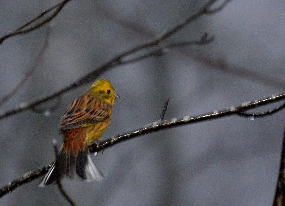 Valokuvaaja: Elisabet Varonen