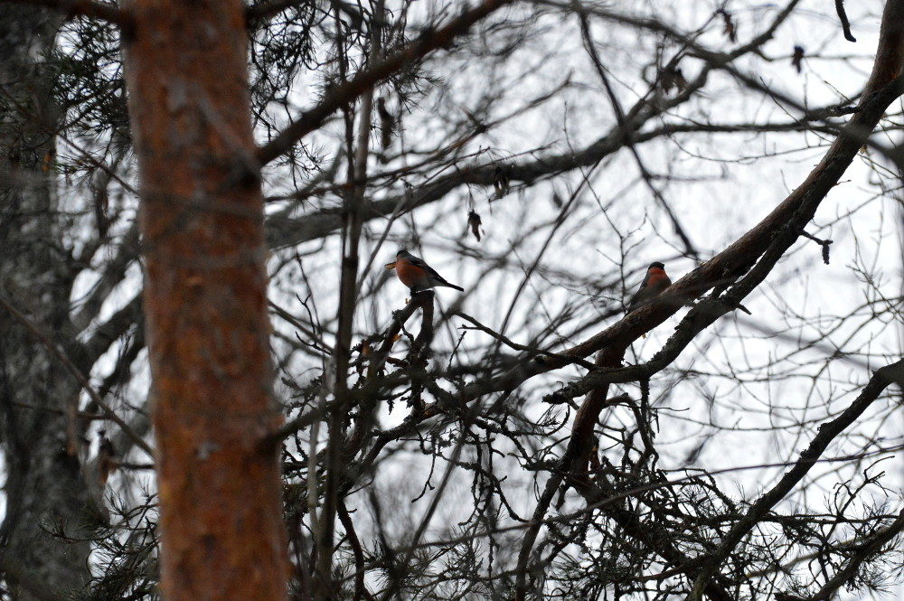 Valokuvaaja: Elisabet Varonen