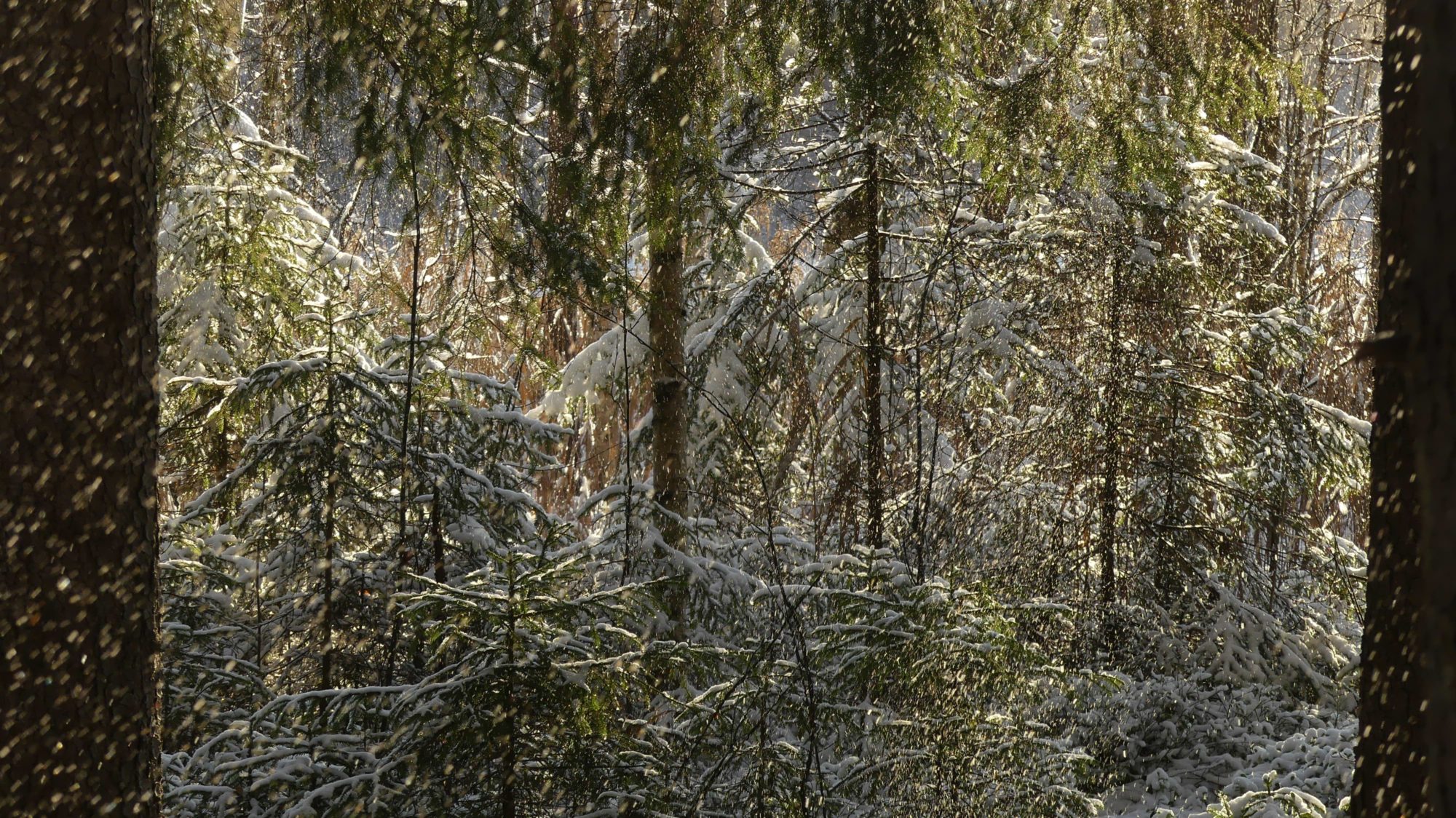Valokuvaaja: Valtonen Martti