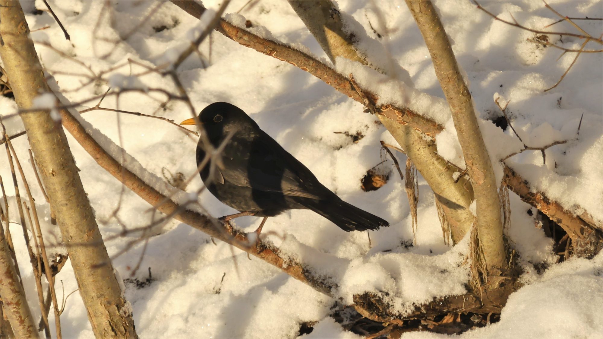 Valokuvaaja: Valtonen Martti