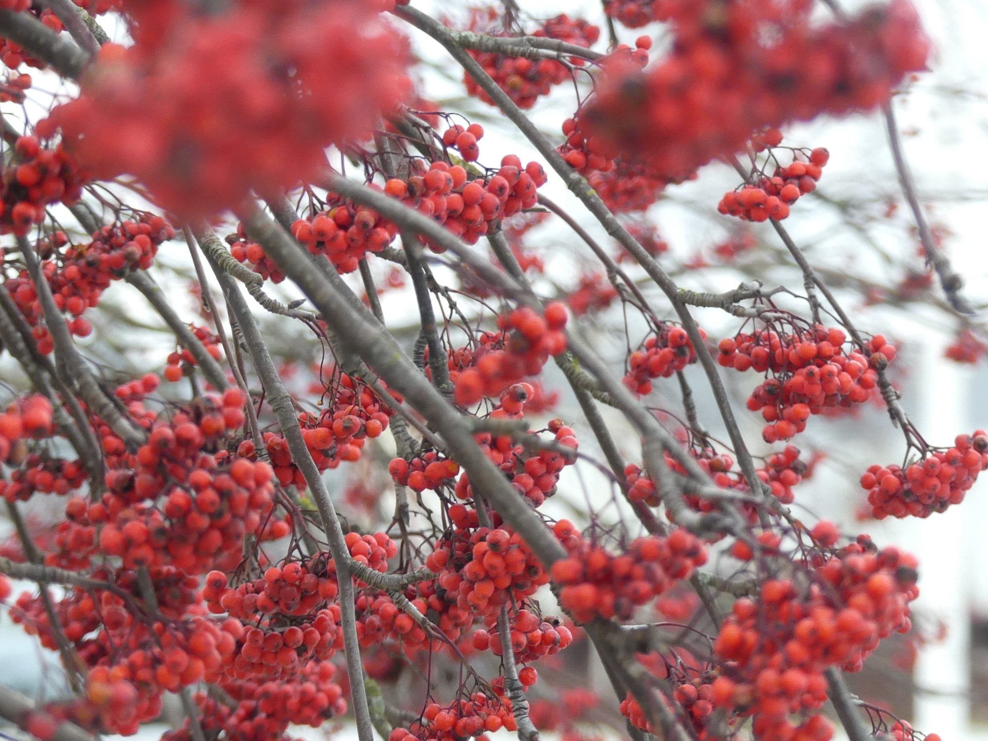 Valokuvaaja: Martti Valtonen