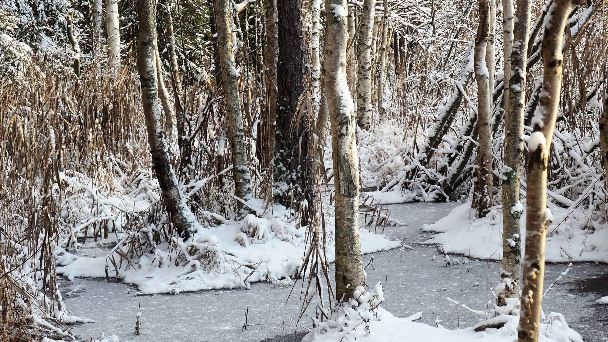 Valokuvaaja: Arja Valtonen
