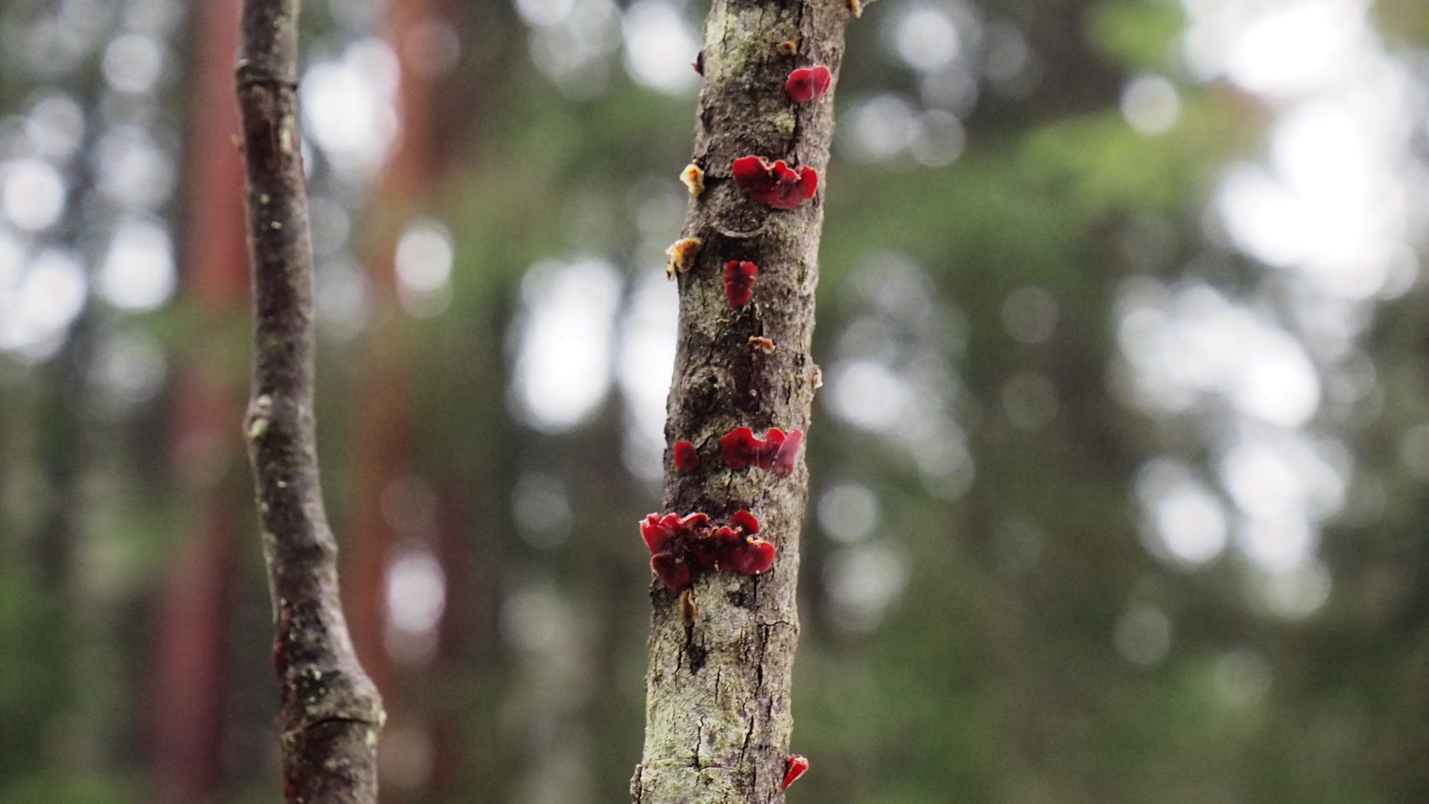 Valokuvaaja: Arja Valtonen