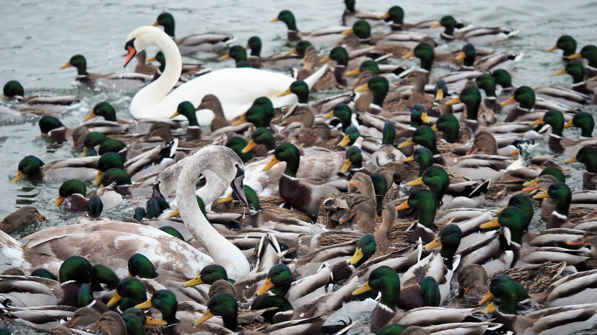 Valokuvaaja: Arja Valtonen