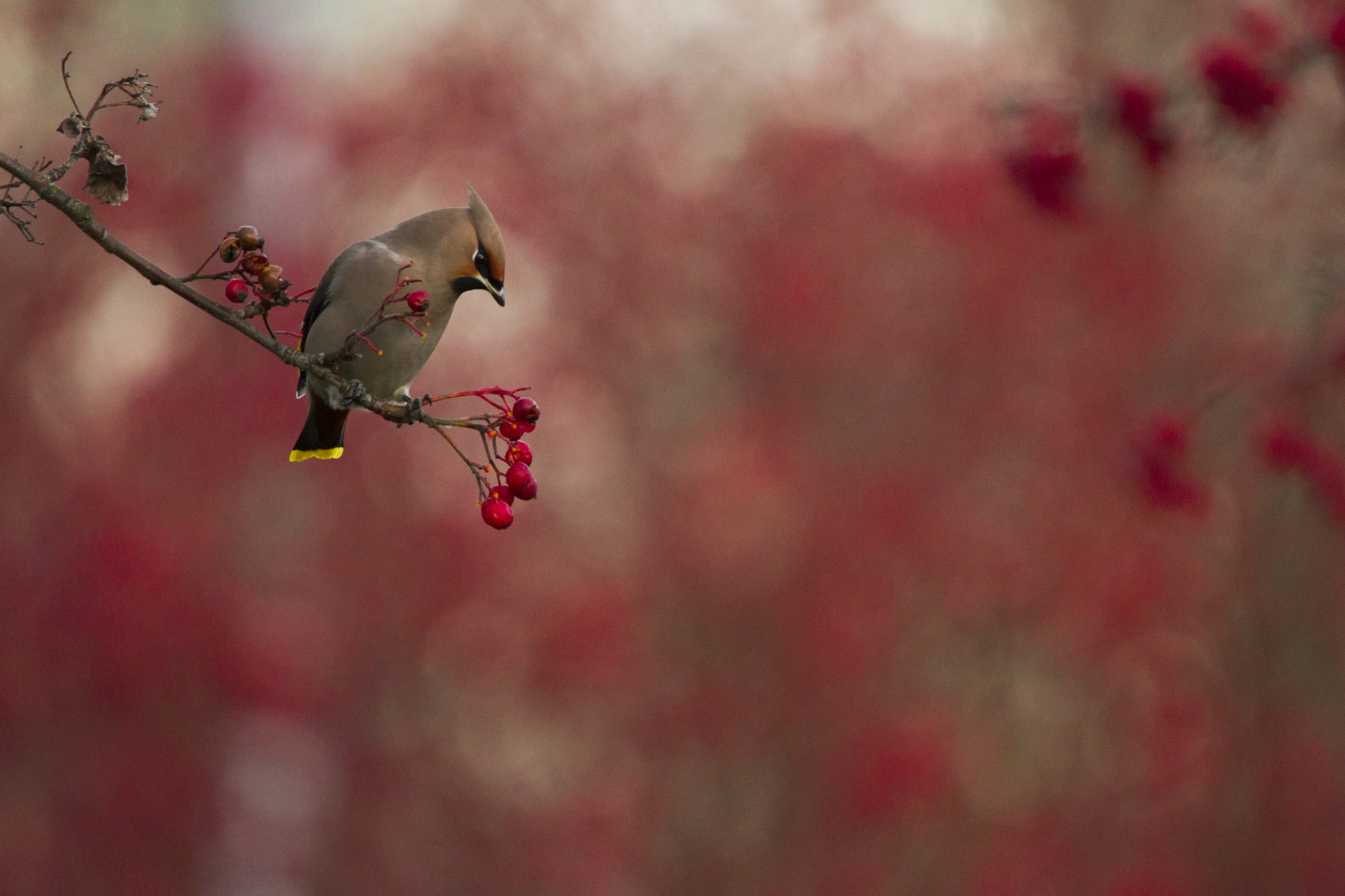 Valokuvaaja: Jon Rikberg