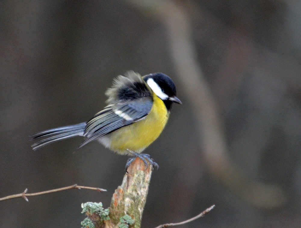 Valokuvaaja: Jouko Varonen