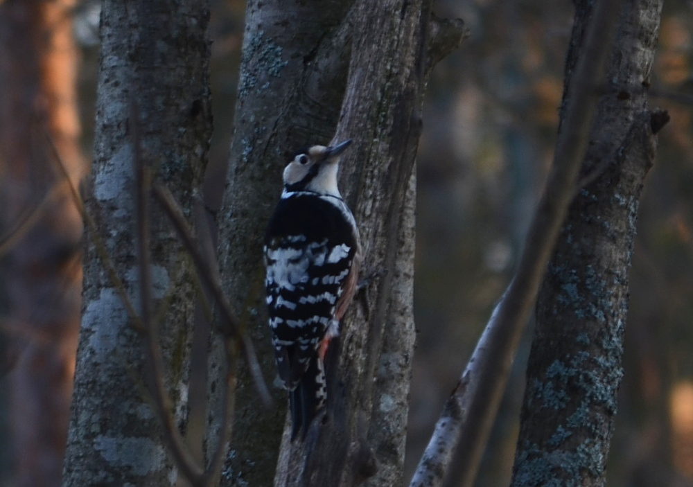 Valokuvaaja: Jouko Varonen