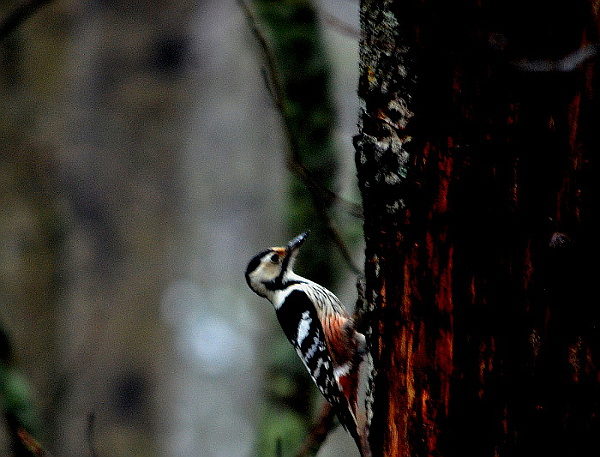Valokuvaaja: Jouko Varonen