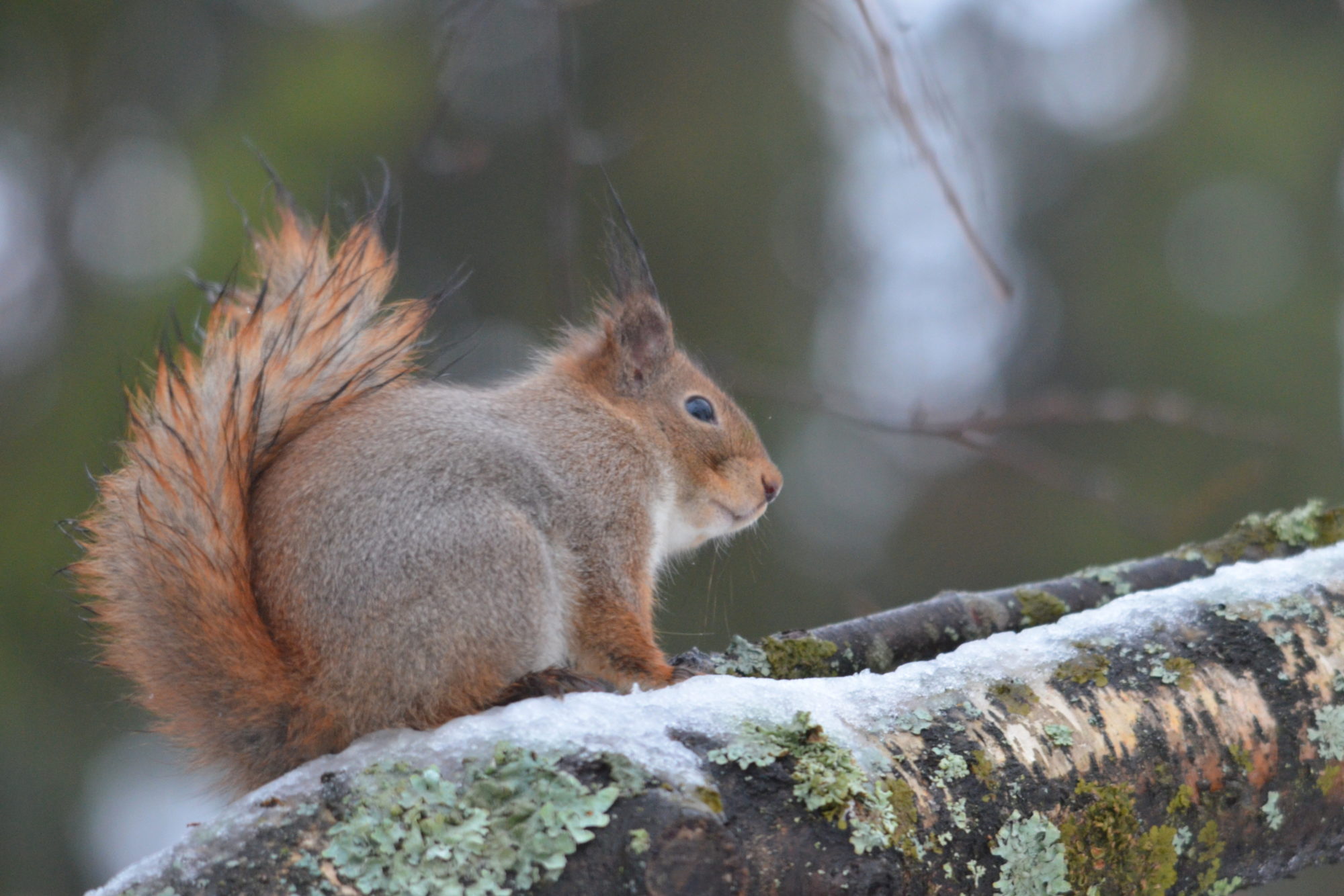 Valokuvaaja: Kaarlo Asikainen
